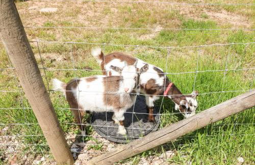 Pipistrelle - Foto 21