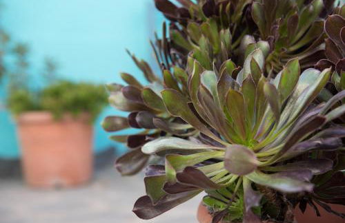 La Casita Azul - Foto 40