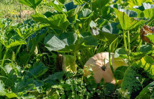 Siedlisko Leszczewek - Foto 78