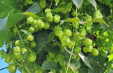 Holledauer Hopfakammerl - Foto 10