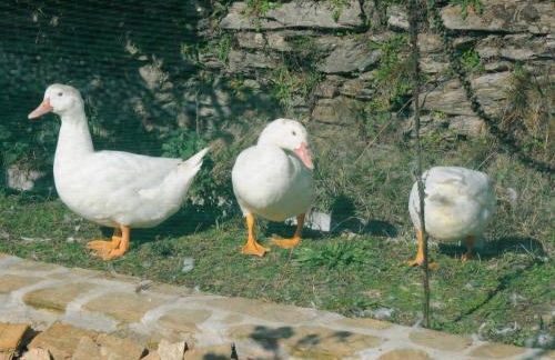 Casa do Valo - Foto 80