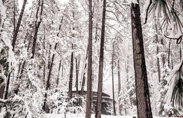 Wildland Aerie at Treehaus with Creekside Hot Tub Pets OK - Foto 62