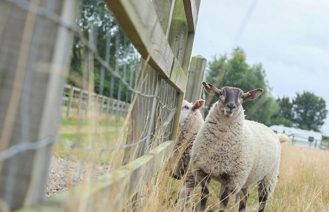 Little Lodge Glamping - Foto 35