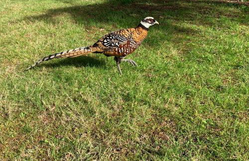 Au Coeur des Châteaux - Foto 32