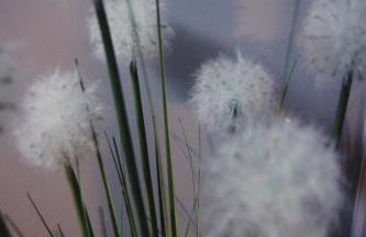 Txanpardin - Foto 57