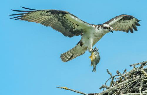 Little Curlew, Ynyslas, Borth - Foto 37