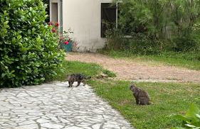 Chez Alexandrine Havre de paix romantique & bucolique Sous les étoiles exactement et proche des châteaux de la Loire et du Parc de Beauval - Foto 35