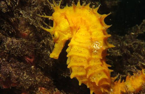 ESPECTACULARES VISTAS AL MAR - Foto 19