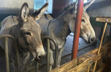 Knut's Nest - Foto 20