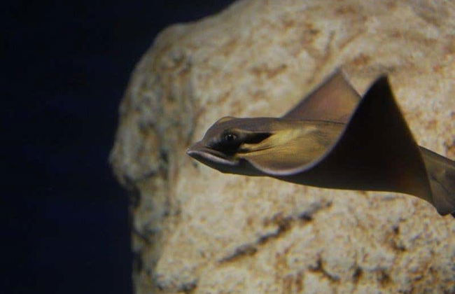 Bagno con gli squali all'Aquarium di Costa Teguise - Foto 8