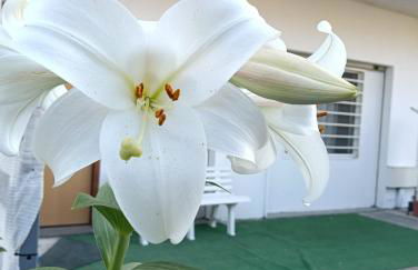 Deliziosa House - Schiavonea - Foto 27