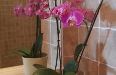 BEACH HOUSE Alice - Foto 16