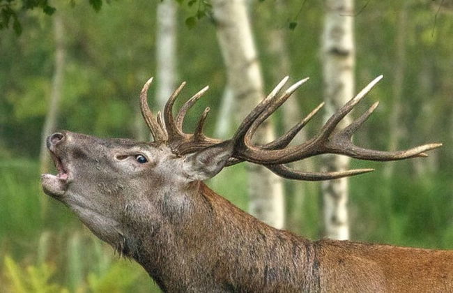 Holiday Home in Viroinval With Sauna - Foto 36