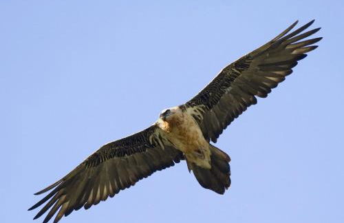 Apartaments Sort Pirineus - Foto 34