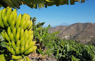 Casa Tajaraste - Foto 41