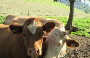 Wehrlemartinshof - Foto 7