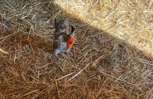 DILIA Chalets & Apartments - Foto 55