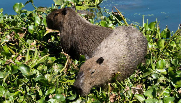 Rio de Janeiro National Parks Tour - Foto 5