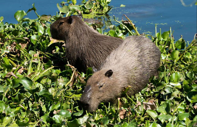 Rio de Janeiro National Parks Tour - Foto 5