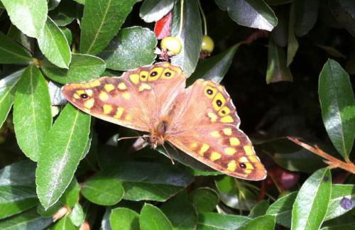 Eira das Carvalhas - Foto 24