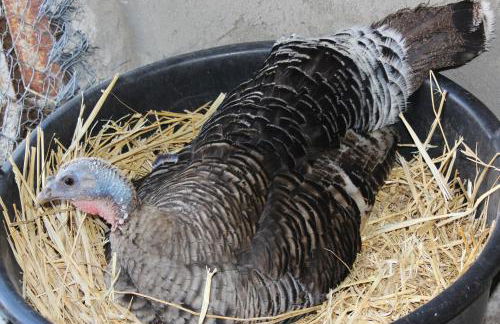 Agriturismo La Casa di Bacco - Foto 14