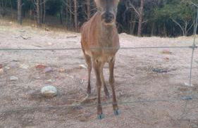 La Isabelita - Foto 38