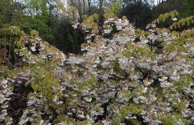 Laugharne Cottage Golwg Harddwch - Photo 18