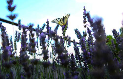 Villa Roko - Foto 15