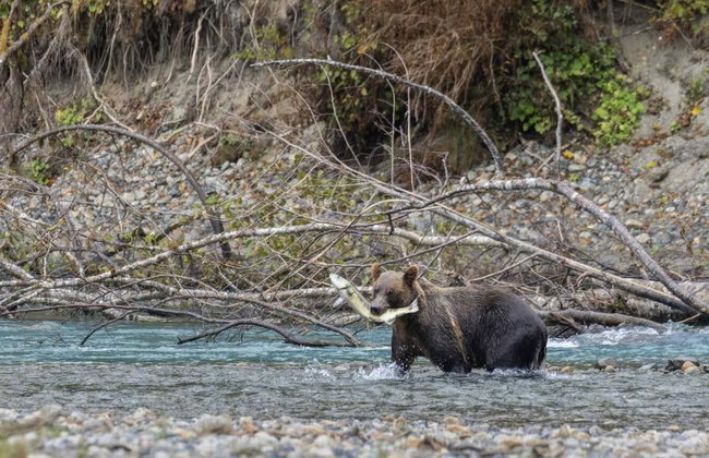 Bute Grizzly - Foto 9