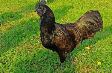 Świerkowe Siedlisko pokoje gościnne - Foto 28