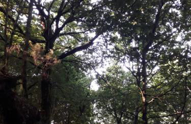 Quinta da Casa Matilde - NATURE HOUSE - Foto 60