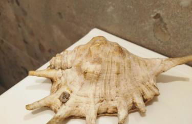 Villa la Casetta con giardino a 30 m dal mare - Foto 38