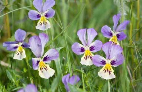 Charmant logis Gérardmer - Photo 36