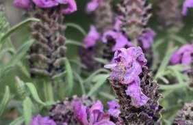 Galazio suites 2 - Foto 3