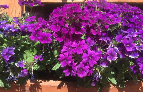 Villa Betty - Foto 14