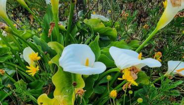 Terranam - Foto 4, Garden