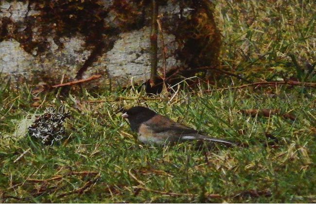 Packwood Ski & Vacation Getaway - Foto 32