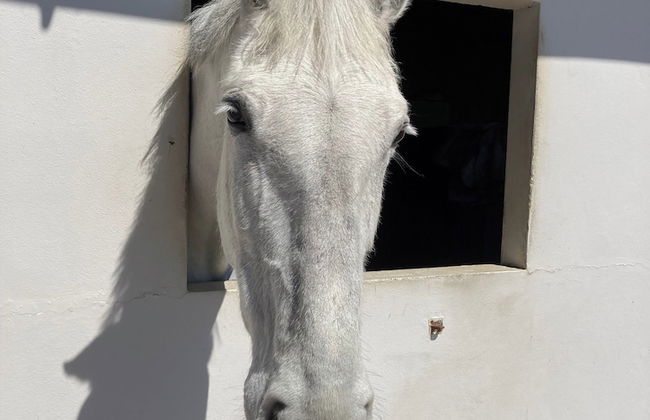 Vale of Glamorgan - Cottage - Sleeps 4 - Parking - Foto 15