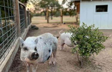 Modern Farmstay Cabin with Friendly Animals, Pond Views & Nature Trails Near Cedar Creek, Texas - Photo 47