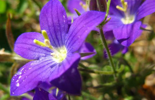 Aroggia Farm - Foto 30