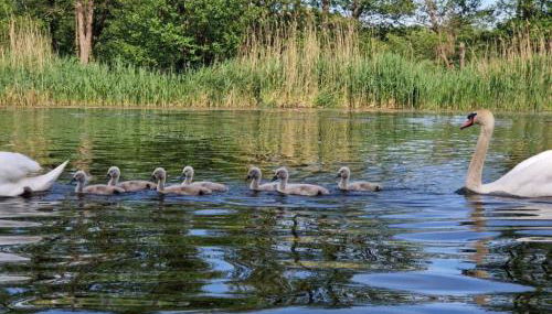Führerscheinfreies mobiles Hausboot - Foto 2
