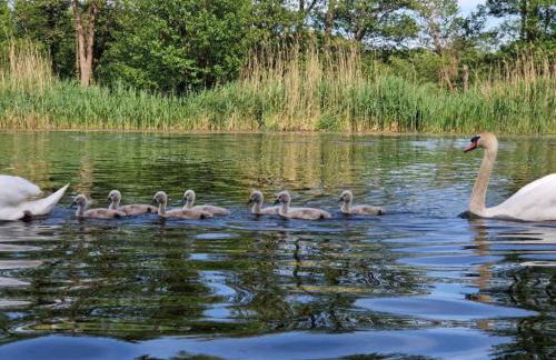Führerscheinfreies mobiles Hausboot - Foto 2