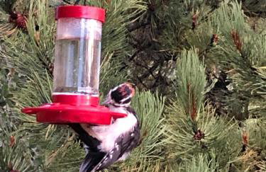 How would it feel to live close to the wildlife in a peaceful cozy cabin - Foto 20