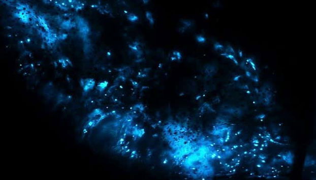 Plancton che brilla sulla riva