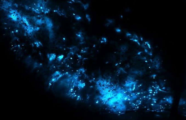 Bioluminescent Plankton Kayak Tour - Photo 4