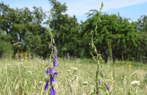 Einladendes, freistehendes Ferienhaus in Wienrode - Foto 37