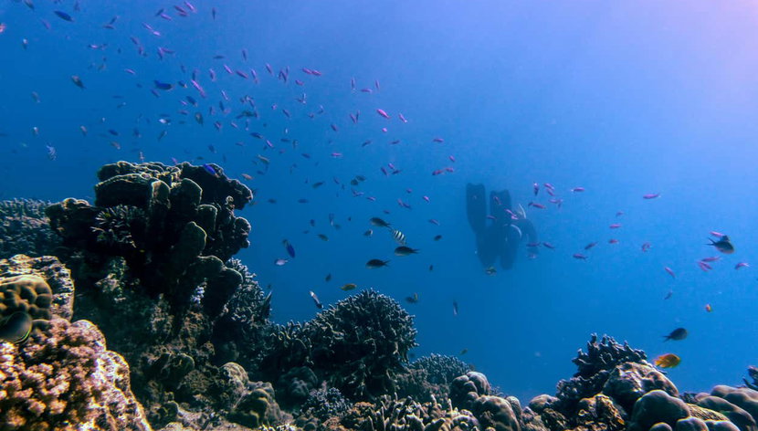 Snorkeling alle isole Gili - Foto 3, Fondale marino delle isole Gili