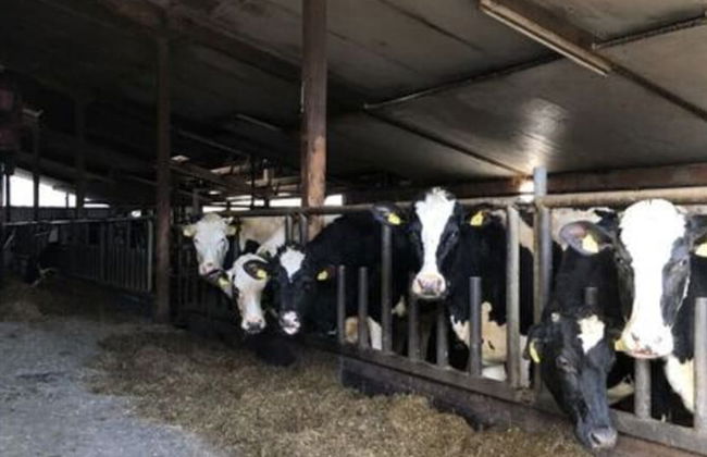 Hinrichsen Farm Holiday Apartment - Photo 9