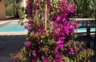 VILLA 4* avec PISCINE dans le bas du village de BORMES les MIMOSAS - Foto 10