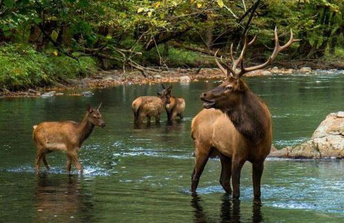 Blue Mist Mountain Retreat - Foto 41